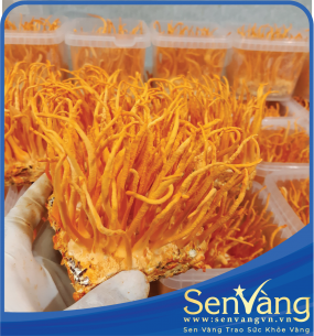 Đông Trùng Hạ Thảo Tươi