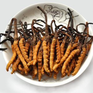 GIÁ TIỀN VÀ CÔNG DỤNG CỦA ĐÔNG TRÙNG HẠ THẢO TÂY TẠNG