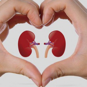 ĐÔNG TRÙNG HẠ THẢO HỖ TRỢ ĐIỀU TRỊ CÁC BỆNH LÝ VỀ THẬN