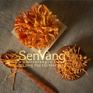 HIỂU HƠN VỀ ĐÔNG TRÙNG HẠ THẢO SEN VÀNG TƯƠI VÀ KHÔ