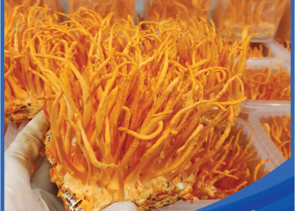 Đông Trùng Hạ Thảo Tươi